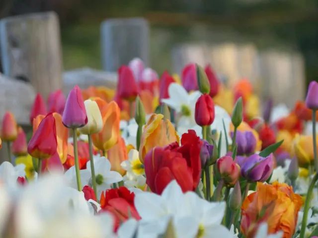 Tulipany w wielu kolorach